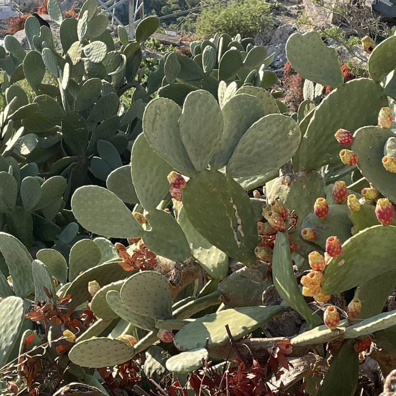 Durchaus ein Weg für Kaktusfans